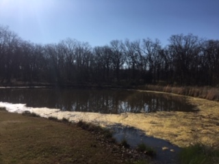 Before pond